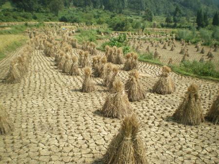 Après la récolte du riz, les bottes de paille